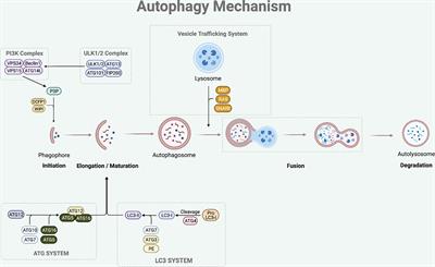 SIRT1 and Autophagy: Implications in Endocrine Disorders